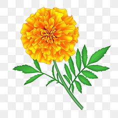 calêndula,pintado à mão,amarelo,laranja,flores,flores,flor,floração,plantar,folha Orange Towels, Yellow Towels, Leaf Clipart, Marigold Flower, Orange Decor, Photo Frame Gallery, Orange Pattern, Orange Background