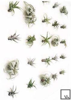 an assortment of air plants on a white background