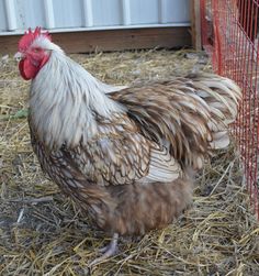 a brown and white chicken standing in hay next to a red wire cage on the ground