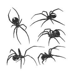 four black widows on white background, each with its own spider's legs