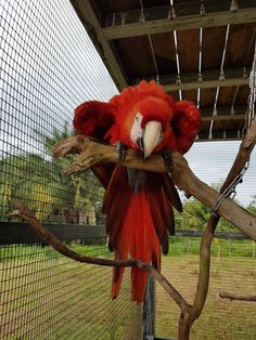 a red parrot sitting on top of a tree branch next to a caged area