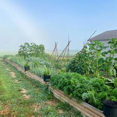 an outdoor garden with lots of plants growing in it