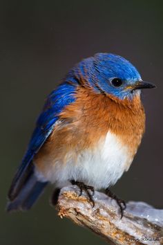 a blue and orange bird sitting on top of a tree branch in front of a dark background