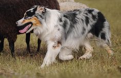 a dog with its mouth open walking in front of sheep