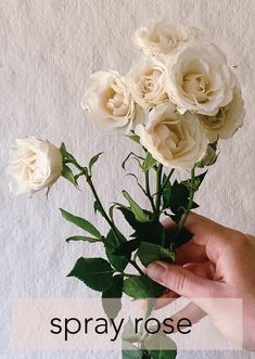 a hand holding a bouquet of white roses with the words spray rose in front of it