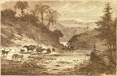 an old drawing of animals in the wilderness