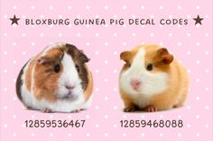 two guinea pigs sitting next to each other in front of a pink and white background