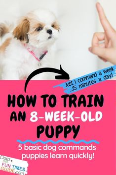 a small white dog sitting on top of a pink sign with the words how to train an 8 - week old puppy