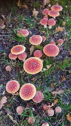 small red mushrooms growing on the ground in the grass with leaves scattered around them and one mushroom has white dots on it's surface