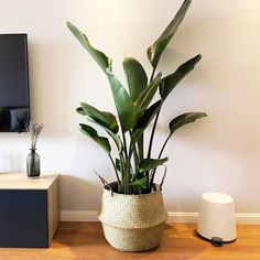 a potted plant sitting on top of a hard wood floor next to a tv