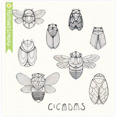 an image of cicadass drawn by hand