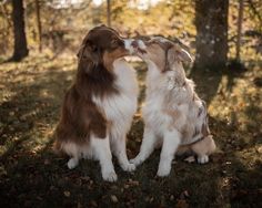 two brown and white dogs are sitting in the grass with their noses to each other