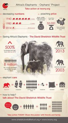 an elephant and its baby are depicted in this info sheet for the african elephant project