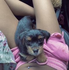 a small black and brown dog laying on top of a woman's leg in a pink dress