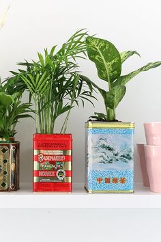 three tins with plants in them sitting on a shelf next to cups and mugs