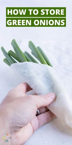 Knowing how to store green onions is key to having this fresh ingredient on hand to flavor dishes! They can either be sliced, cut, or left whole and then placed in a jar or a bag to save them for later. With these 3 simple methods, you'll have fresh green onions ready and waiting anytime you need them! Storing Green Onions, Store Green Onions, Freezing Food Guide, Green Onions Recipes, Green Onions Growing, Gluten Free Drinks, Smoked Salmon Dip, Freezing Food, Growing Onions