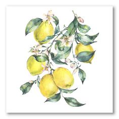 watercolor painting of lemon tree branch with flowers and leaves, hand drawn on white background