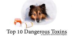 Dog Benadryl, Baby Tylenol, Aspirin For Dogs, Benadryl For Cats, Coconut Oil For Dogs, Food Dog