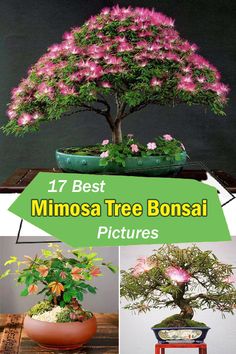 different types of bonsai trees with the words 17 best mimos tree bonsai pictures