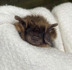 a small brown bat laying on top of a white blanket