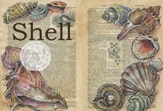 an open book with shells on it and the word shell written in large letters above them