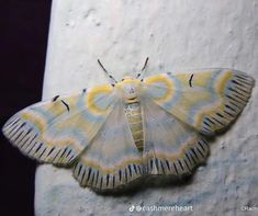 a yellow and blue moth sitting on top of a white wall