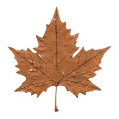 a brown maple leaf on a white background