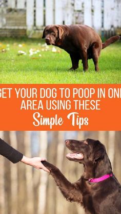 two dogs shaking hands with the caption get your dog to poop in one area using these simple tips