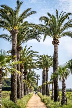 palm trees line a dirt road in the countryside