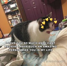 a black and white cat with yellow hearts on it's head standing on a bed