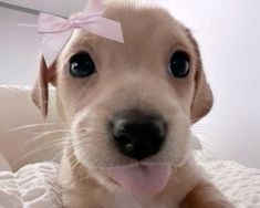 a puppy with a pink bow on it's head