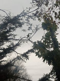 a bird perched on top of a tree next to a forest filled with lots of trees