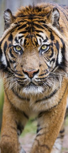 a close up of a tiger walking on a dirt ground with grass in the background