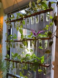 a window sill filled with lots of plants and hanging glass vases on it