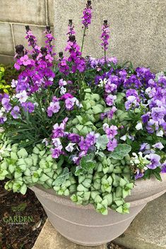 purple and white flowers in a flower pot