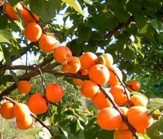 an orange tree filled with lots of ripe fruit hanging from it's branches and green leaves