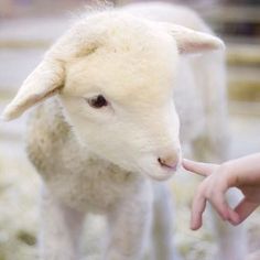 a small white sheep standing on top of a lush green field next to a person