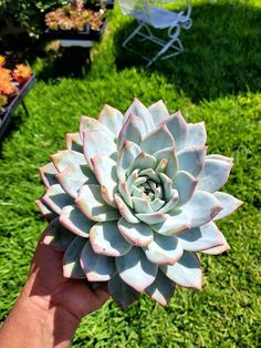 a person holding a large succulent plant in their hand on the grass outside