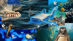 there is a collage of pictures with animals and sea creatures