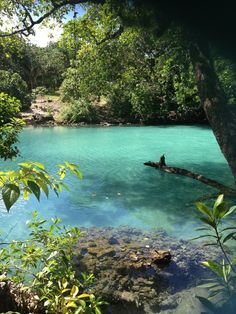 the water is very blue and clear in this area with trees on either side of it