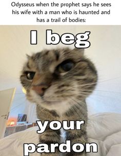 a cat that is sitting on top of a bed with the caption, i beg your patron