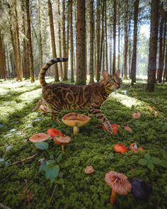 a cat standing on top of a lush green forest covered in leaves and mushrooms next to trees