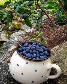 a bowl full of blueberries sitting on top of a rock next to a tree