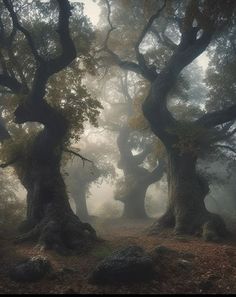 sacred ents Druidic Aesthetic, Medieval Forest Aesthetic, Dark Druid Aesthetic, Halsin Aesthetic, Dnd Druid Aesthetic, Celtic Druid Aesthetic, Celtic Witch Aesthetic, Druid Aesthetic Dnd, Druid Aesthetic