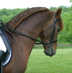 a brown horse standing on top of a lush green field