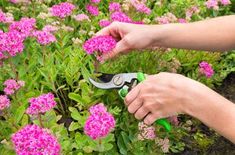 Plants With Pink Flowers, Sedum Plant, Pruning Roses, Blueberry Bushes, Flower Food, Plant Cuttings, Autumn Garden, Perennial Plants, Ground Cover