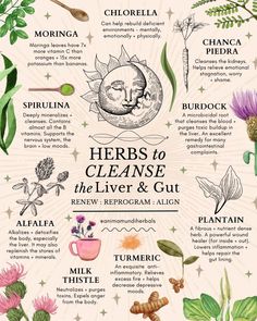 💚🌾✨ Cleansing with herbal medicine is an ancient tradition that dates back as far as written history can inform us, predating Roman, Greek, Native American, Indian + Rainforest Tribal cultures. When viewed through a cultural lens, detoxing becomes less of an opportunity to lose weight + more of a tool for spiritual purification. Many cultures throughout time have considered fasting a devotional act, prized for its sacred ability to connect the mind + body to the Universal way. As we consider h Detoxifying Herbs, دورة شهرية, Magia Das Ervas, Herbal Apothecary, Natural Healing Remedies, Herbal Healing, Herbal Magic