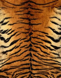 a tiger print swimsuit on a white background