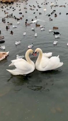 two swans in the water surrounded by birds