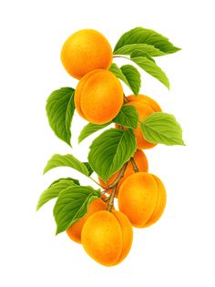 an orange tree with green leaves and ripe fruit on it's branches, against a white background